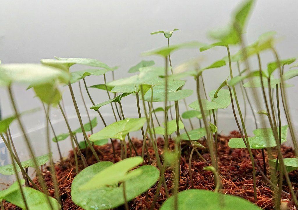 多肉植物の実生 アフリカ亀甲竜の種まき 播種 のコツを解説 たにもんブログ