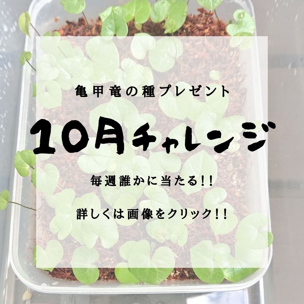 徹底比較 市販の多肉植物の土を10種類比較してみた オススメの土